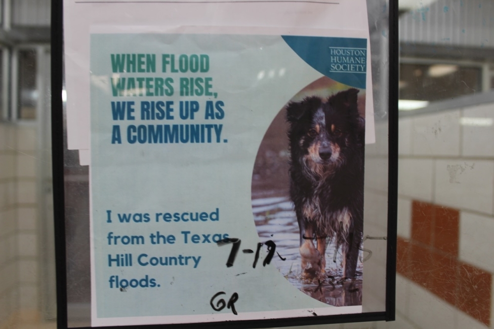 Signage throughout the Houston animal shelter showcase the dogs rescued from the Hill Country area. (Melissa Enaje/Community Impact)
