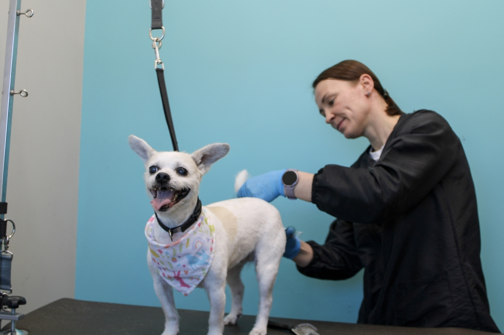 Petbar can wash and groom dogs of all sizes and offers monthly membership plans for those who plan to visit at least once a month. (Dacia Garcia/Community Impact)