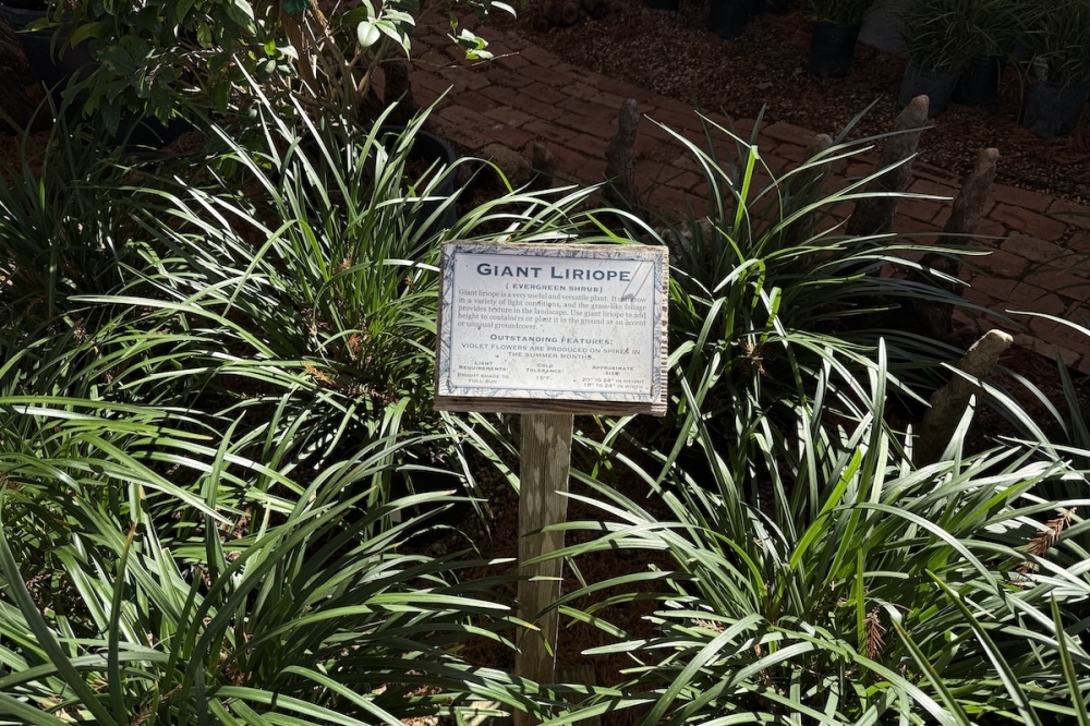 The Shades of Green Legacy Garden will provide educational opportunities, green space, and community for residents. (Andrew Creelman/Community Impact)