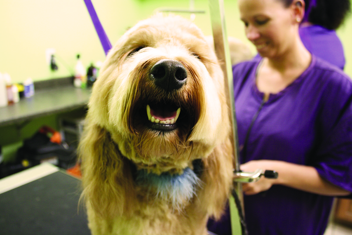 The Posh Paw Resort is changing locations in Colleyville Community Impact