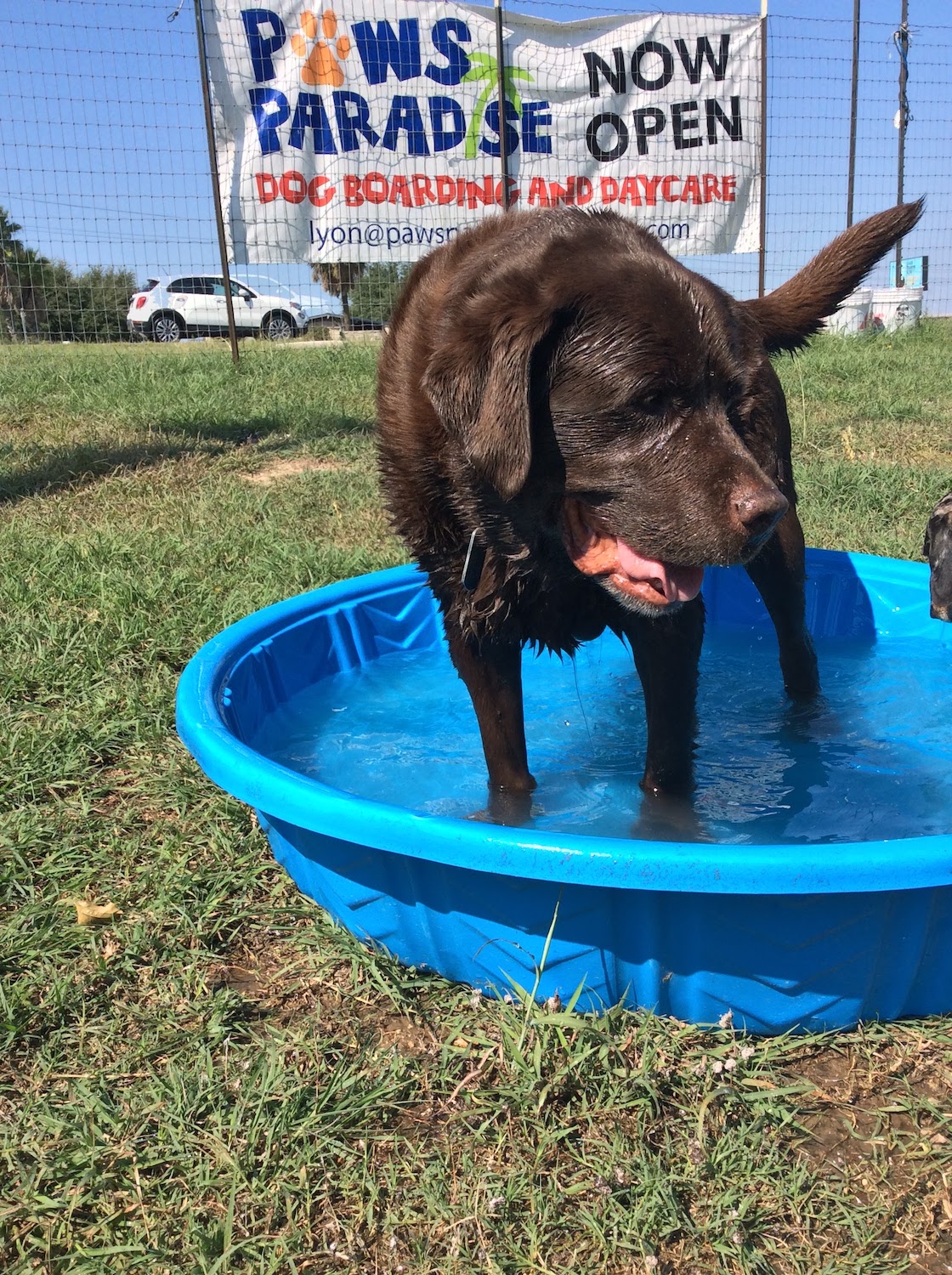 Paws Paradise Dog Boarding and Daycare celebrating one year in