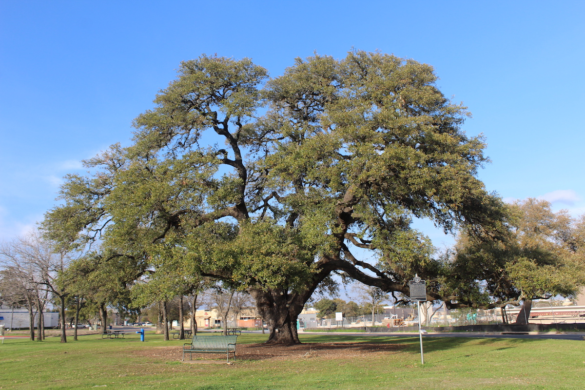 Cedar Park To Preserve More Trees With Revised Ordinance Community Impact