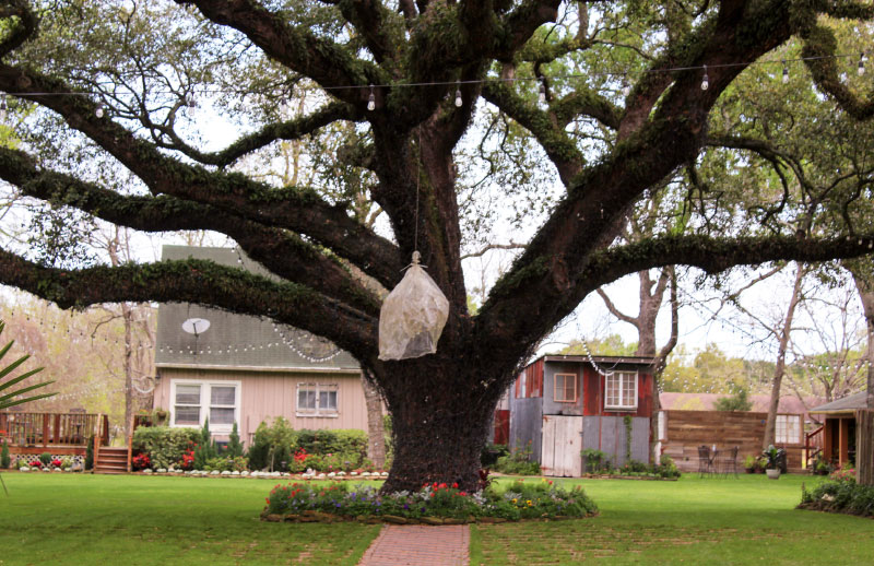 Oak Tree Manor Wedding Venue Bed And Breakfast Rooted In Spring History Community Impact