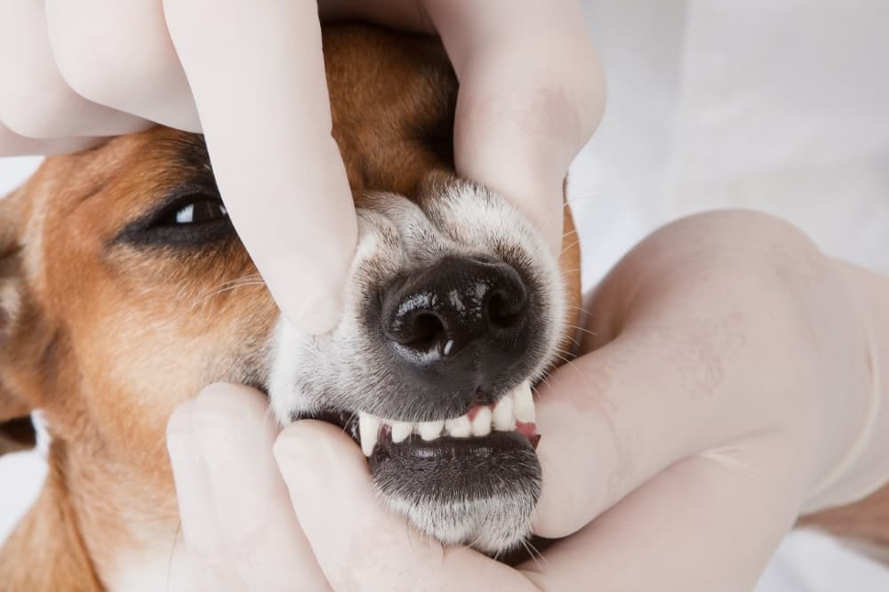 New dental specialty veterinary clinic now serving Pflugerville's furry residents