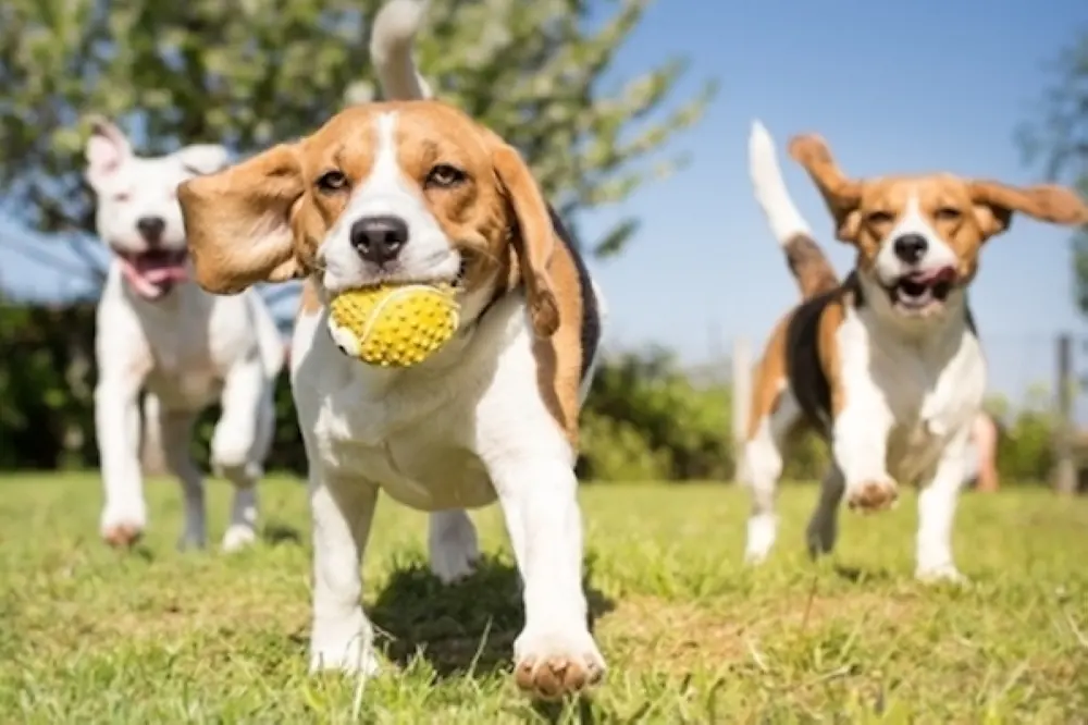 Conroe City Council approves new animal shelter programs